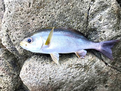 私のこの日の最大のイサキは33cm。コマセの押し麦を食べた個体も幾つか見られた