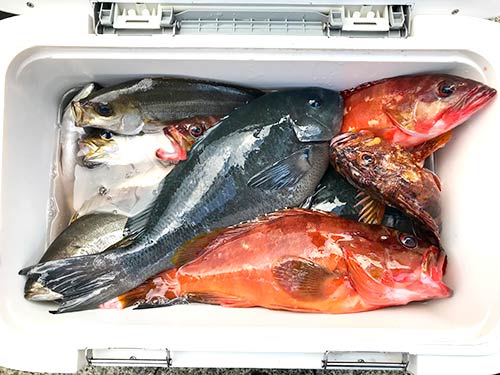 メンバーの釣果。大型のアカハタはキビナゴのスルルーでゲット