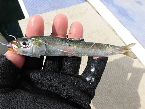 親バリは上顎の硬い部分に、孫バリは背鰭付近に刺す