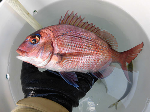 小気味良い引きで釣れたのはマダイ!
