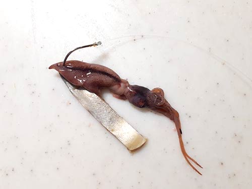 餌のサバとホタルイカ