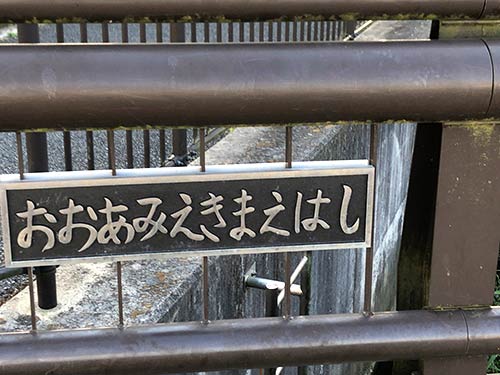 駅そばの橋の下には沢山のコイ
