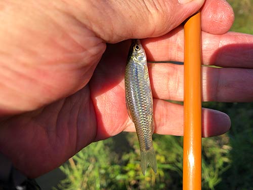 クチボソが釣れた