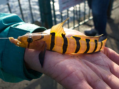 リュウグウハゼも大型で引きは楽しい