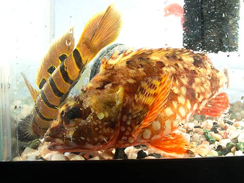 様々な魚を水槽に