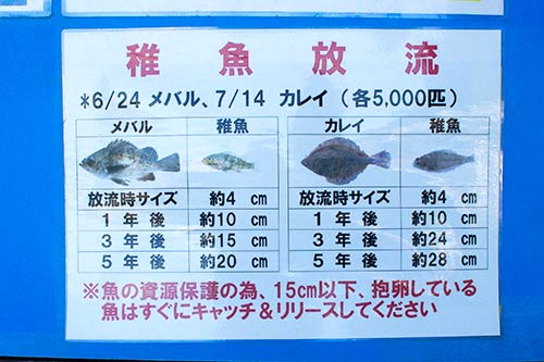 今年7月に放流して約4ヵ月。予想より早く成長している。貴重なデータ
