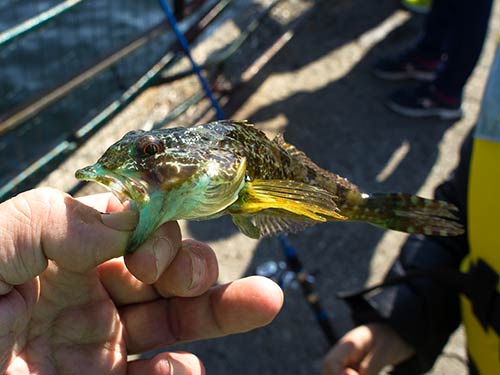 ブルーが綺麗なアナハゼ