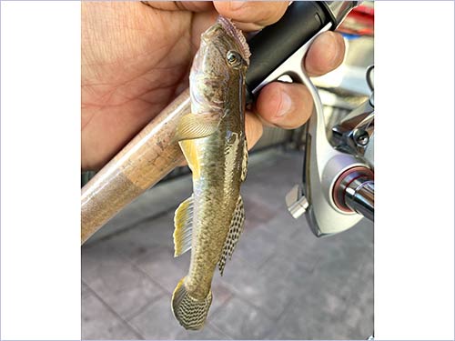 1投目に釣れて来た12cm級のハゼ