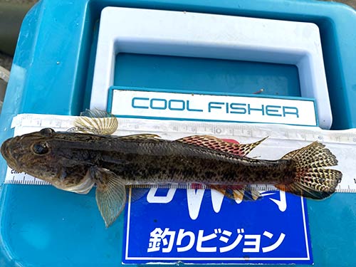 この日最大、17cm級のハゼ