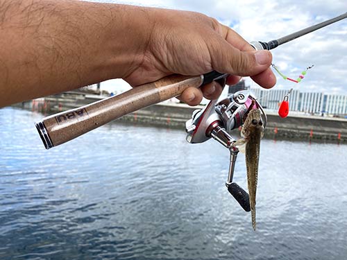多摩川で釣れた唐揚げサイズ