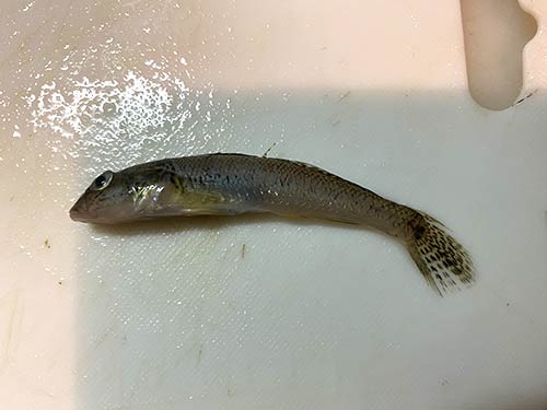予めヌメリや汚れ、ウロコを塩で揉み洗いしてとり除く