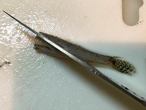 腹腔の上部から肛門にかけて斜めに切り落とし、内蔵も同時に取り除く