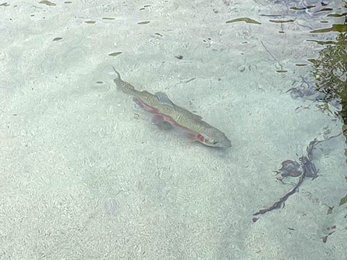 透明度が高く、魚が丸見え…ということは魚からも人間が丸見え…。このハイプレッシャーな状況をどう攻略するかがカギとなる