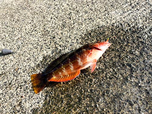 本日1匹目はベラ