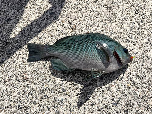 今日はメジナがよく釣れた