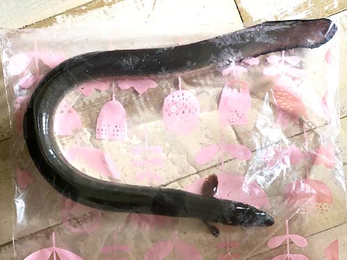 ジッパー付きフリーザーバッグに入れて、1時間弱冷凍庫に入れると、ウナギは仮死状態になる。