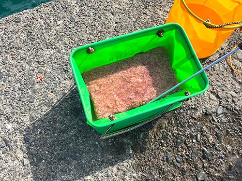 コマセを海水で溶かす。まだまだ海水温は高め