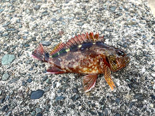 次から次へカサゴラッシュ!