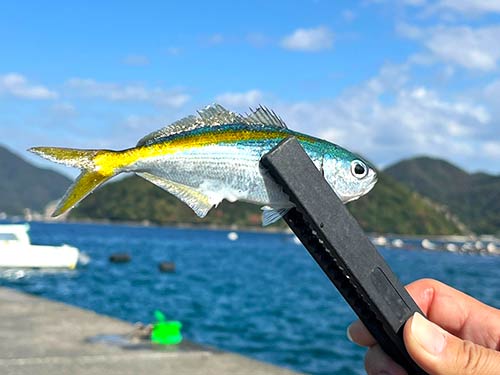 ブルーと黄色が美しいタカベ