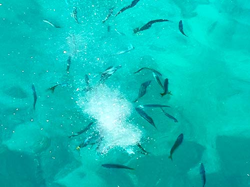 コマセを撒くと魚たちがどんどん集まる
