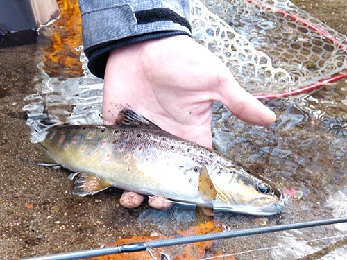 流域で釣れたのは全てブラウン。目にした小さな稚魚も全てブラウンだった