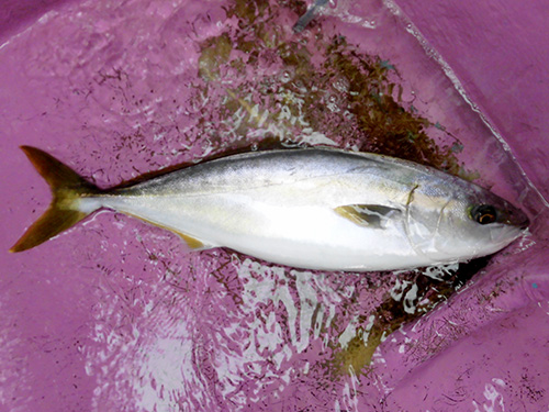 美味しそうな丸々太ったイナダが釣れた