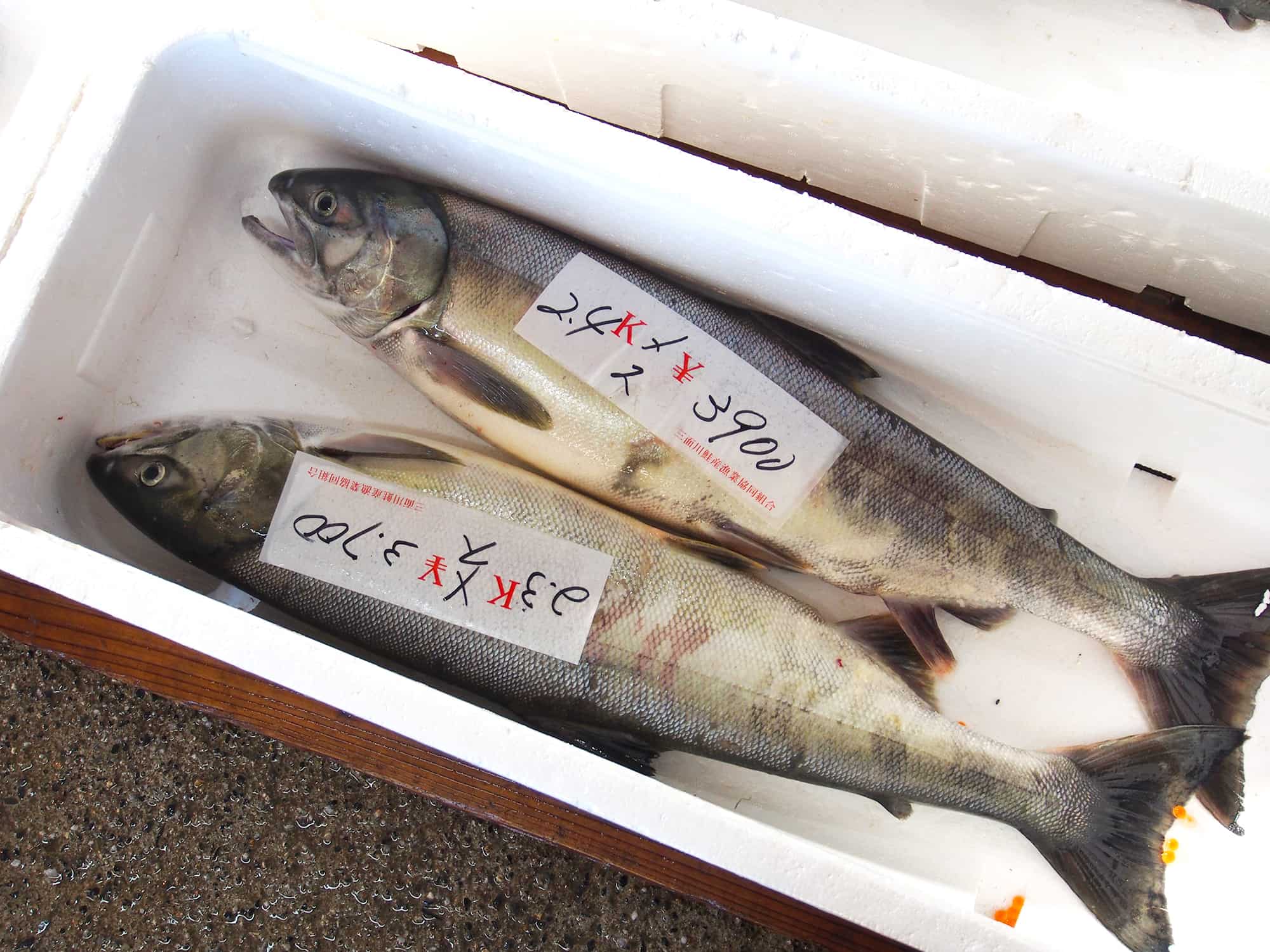 釣りを終えたあとは、漁協の鮭販売所へ。その日、釣られたサケなどが購入できる。僕は自分が釣ったのと似たメスを購入。価格はハラコの入ったメスのほうがオスよりも、やや高価。それでも都市部で買うよりも断然、お買い得だ