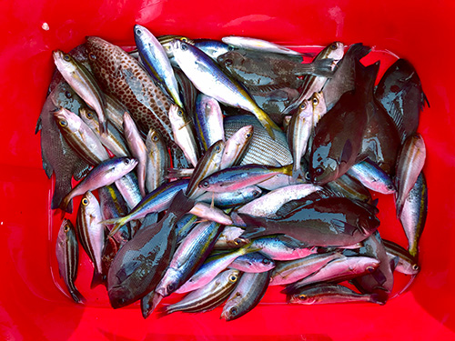 この日の釣果。これだけ釣れれば充分!