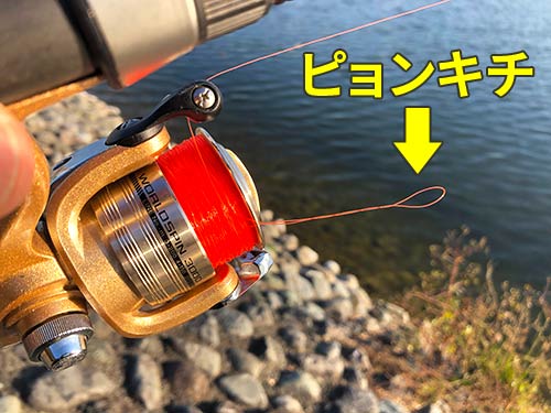 これがピョンキチだ