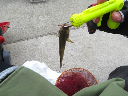 活かしておくので魚に触らずハリ外し
