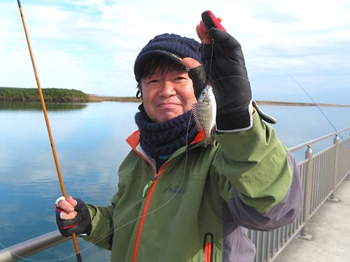 この黒鯛の稚魚が入れ喰いモード
