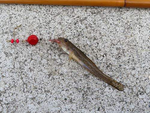 この時期に10cm前後が多くヒット