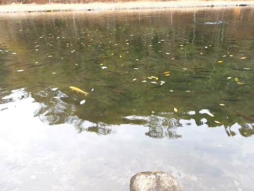 圧倒的な魚影の濃さ