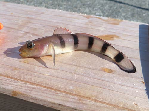 リュウグウハゼが絶好調