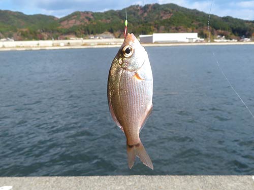 当地ではマーケットでもポピュラーな海タナゴ