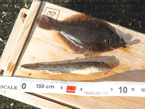 マガレイの幼魚と小型ハゼのダブル