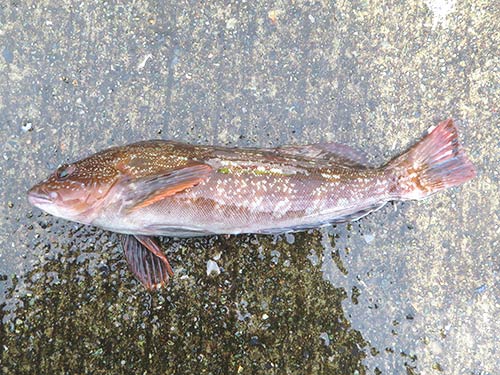 大槌の沖は特大アイナメの宝庫