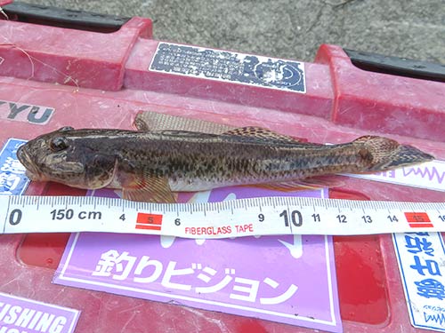 本当に感動した。ハゼは奥が深い