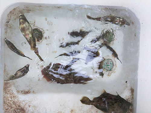 プレジャーボートには生簀もあり、よい状態で魚を持って帰れる