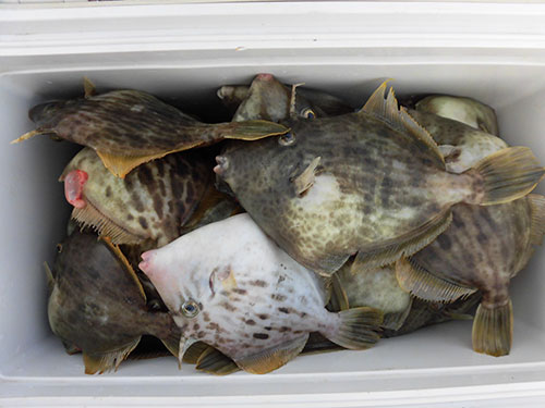 ほとんどの釣り人が“ツ抜け”した