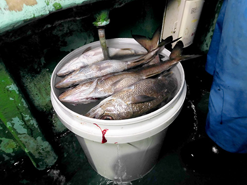 魚桶は見る見る充たされて…