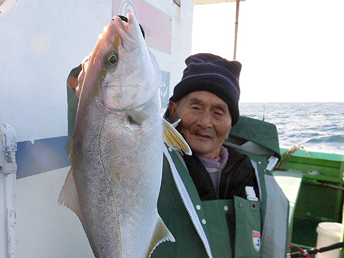 カンパチの若魚・ショゴも!