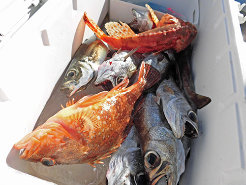 クーラーは美味しい魚たちで賑やか