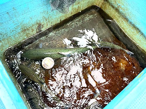 大物だけ持ち帰り、あとは湖に帰ってもらった。大きくなってまた会おう