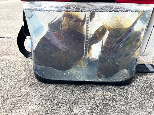 良型カワハギ連発!団子釣りの仕掛けにも来たぞ~