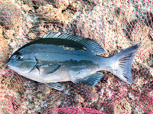 35cmの綺麗なオナガメジナを釣って一安心