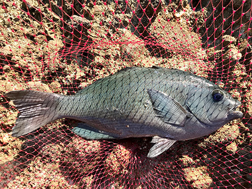 潮の流れの中で釣れた44.5cmのクチブトメジナ
