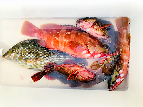 竹中さんのスルルー仕掛けでの釣果