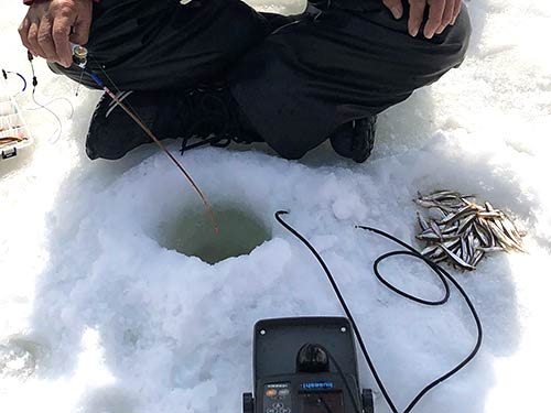 釣ったワカサギを氷の上に置くだけで、冷凍されてしまう。これも氷上穴釣りの醍醐味だ。