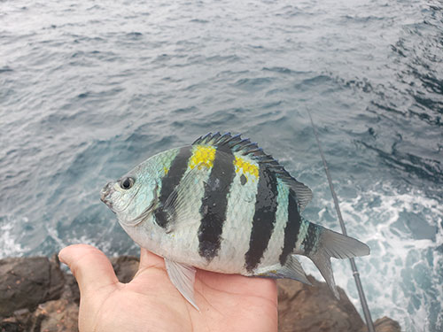これが冒頭写真の魚『オヤビッチャ』、餌盗りだ。